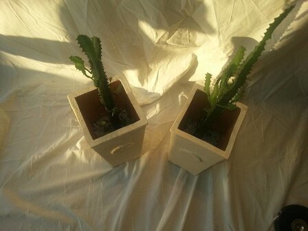 potten met planten.